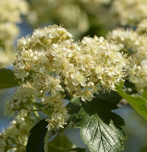 Schwedische Mehlbeere 80-100cm - Sorbus aria - lebende Gartenpflanze aus den Baumschulen
