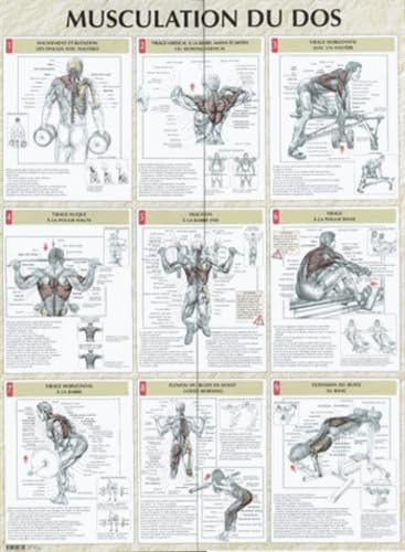 Musculation du dos : Poster