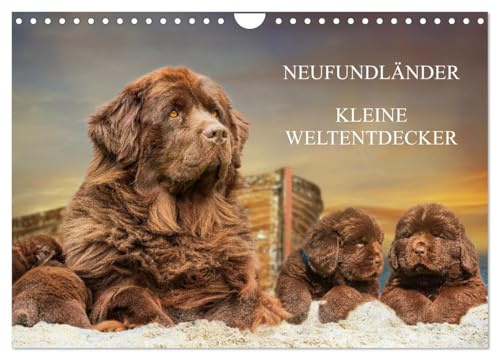 Neufundländer - Kleine Weltentdecker (Wandkalender 2026 DIN A4 quer), CALVENDO Monatskalender: Lassen Sie sich von entzückenden 3-7 Wochen alten Neufundländerwelpen verzaubern (CALVENDO Tiere)