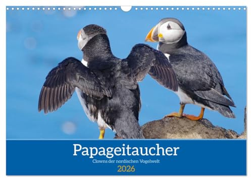 Papageitaucher - Clowns der nordischen Vogelwelt (Wandkalender 2026 DIN A3 quer), CALVENDO Monatskalender: Papageitaucher sind die Lieblinge vieler Nordlandtouristen (CALVENDO Tiere)
