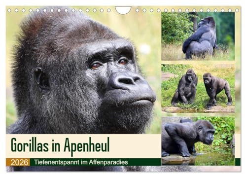 Flachlandgorillas in Apenheul (Wandkalender 2026 DIN A4 quer), CALVENDO Monatskalender: Gorilla-Siesta im Affenparadies (CALVENDO Tiere)