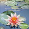 Meditation - T & C-Kalender 2014: Worte der Besinnung