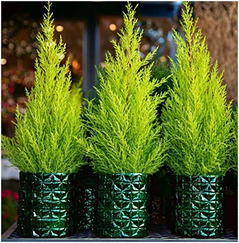 GrowOn Shrubs [x3] Dwarf Conifer Cupressus Macrocarpe 'Wilma' Goldcrest Lemon Cypress | Multi-Pack | Evergreen Shrubs | Outdoor Garden Ready Plants