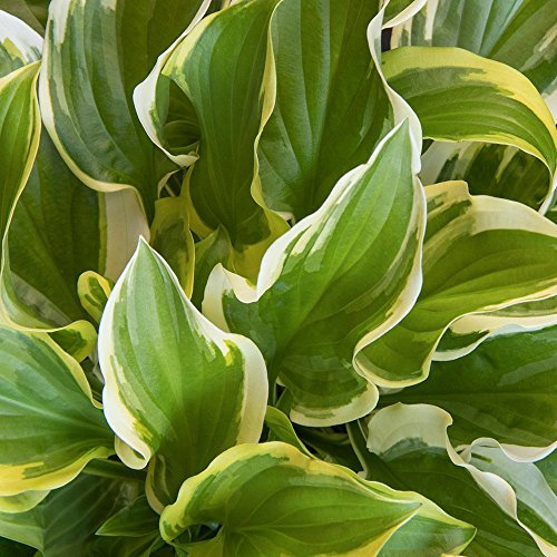 Hosta 'So Sweet' Herbaceous Perennial Hardy Plant in 9cm Pot