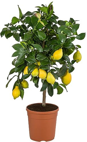 Dehner Zitronenbaum Echte Zitrone, Stämmchen, 70-85 cm inkl. Pflanztopf, Ø Topf 20 cm, Zitruspflanze