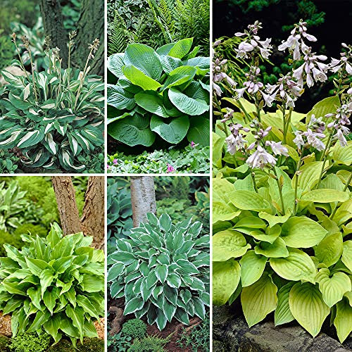 Hosta Collection 5 Bare Root Plants