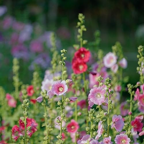 30 pcs stockrosen pflanzen winterhart staude samen - blumensamen geschenk deko pflanze wildblumenwiese saatgut mehrjährig stockrose,Althaea rosea, hochbeete für garten flower gartensamen