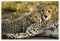 Gepard kuschelt mit Mutter Poster von Joe & Mary Ann McDonald 60 x 40 cm Wandbilder Wanddeko