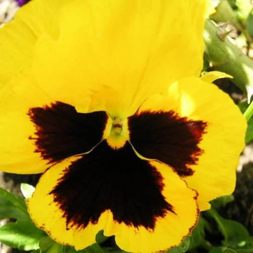 Luojuny Semi di viola del pensiero, 1 sacchetto di semi di viola del pensiero Semi di viola del pensiero colorati perenni Mini vaso bonsai per giardino Giallo
