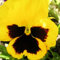 Luojuny Semi di viola del pensiero, 1 sacchetto di semi di viola del pensiero Semi di viola del pensiero colorati perenni Mini vaso bonsai per giardino Giallo