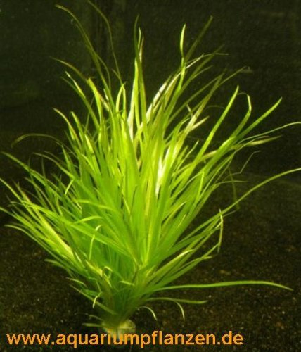 Mühlan Wasserpflanzen 10 Bund Blyxa Japonica, kleines Blyxkraut, Aquarium
