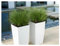 5 x Carex howardii 'Phoenix Green' im 1 Liter Topf (Ziergras/Gräser/Winterhart/Mehrjährig/Immergrün) Grüne aufrechte Segge - Schönheit- Perfekte Kübelpflanze - von Stauden Gänge