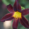6 x Taglilie 'American Revolution' - Hemerocallis: Taglilien in vielfältigen Farben.