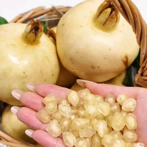 granatapfelbaum, granatapfel seltene, punica granatum baumsamen für sonnige plätze zimmerpflanzen 300samen