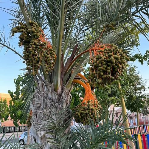 50 Pc Semillas De Palmera Datilera - Semillas De Dátil Fruta Fresca, Decoración Salón Semillas Resistentes De Palmera Datilera, Decoración De Árboles Frutales, Regalos Sostenibles