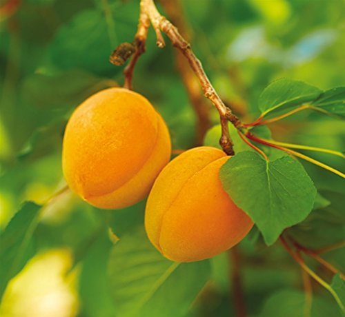 Pianta da frutto ALBERO SIMILE DI ALBICOCCO PUGLIESE-PRUNUS ARMENIACA PRECOCE LOCALE- A MATURAZIONE PRECOCE A RADICE NUDA - 1 METRO pianta vera