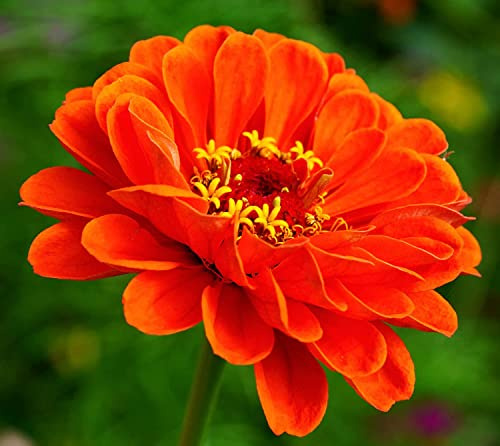 Garten-Zinnie Dahlia Flowered Mix - Zinnia elegans - 100 Samen