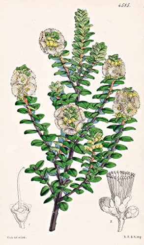 Metrosideros Buxifolia. Box-leaved Metrosideros. Tab. 4515 - New Zealand Neuseeland / Pflanze Planzen plant plants / flower flowers Blume Blumen / botanical Botanik botany / aus Curtis's Botani ...