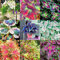 Haloppe 50Ps Coleus Flores Plantas Semillas para la plantación de jardín en casa, Coleus Semillas de flores DIY Jardín en casa Yarda Hoja Planta Maceta Bonsai Decoración