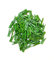 arkCRAFT Lot de 100 Mini Pinces à Linge en Bois (Vert)
