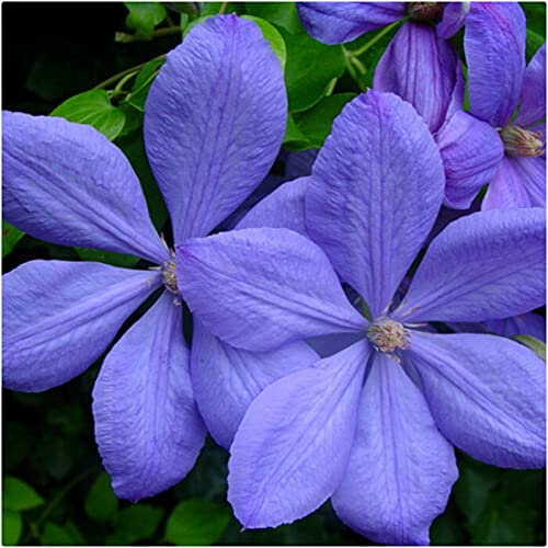 Clematis Hybrid 'Mrs Cholmondeley' X 3 Large Plug Plants for Potting on by Growtanical
