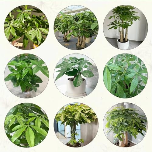9 pcs glückskastanie pflanze samen exotische zimmerpflanzen gärtnern spezielle samen topf pflanze gartenpflanzen winterhart mehrjährig baumsamen kübelpflanzen topfpflanzen draußen