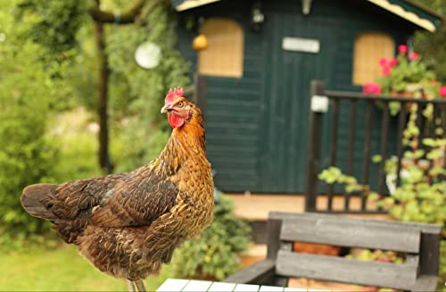 hansepuzzle 29730 - Huhn Puzzle 500 Teile | Tierwelt Puzzle mit hochwertiger Puzzle Aufbewahrung: Kartonbox und wiederverschließbarem Beutel | Puzzle-Maße: 46 x 30 cm