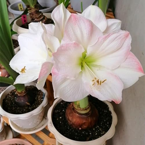 2 Jade Amaryllis Zwiebel Steckzwiebeln Kaufen Weihnachten Amaryllis Zwiebeln Winterhart Mehrjährig Winterharte Pflanzen Für Garten Balkon Winterharte Pflanzen Zierblumen Hydroponik Blumenzwiebeln