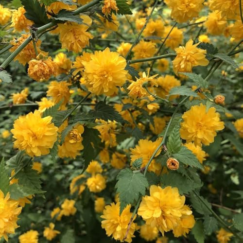 semillas resistentes de arbusto de ranúnculo Plantas balcón, flores decoración sala de estar arbusto de ranúnculo, kerria japonica, plantas de balcón, bonsái arbustos de rápido 15pcs