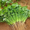 semi di coriandolo, giardino erbe aromatiche, letto rialzato (Coriandrum sativum) piante aromatiche, semi di piante erbe per aiuole rialzate, aiuole da balcone resistenti alle 250pcs