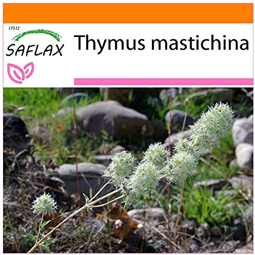 SAFLAX - Garden in the Bag - Kräuter - Spanischer Majoran - 250 Samen - Mit Anzuchtsubstrat im praktischen, selbst aufstellenden Beutel - Thymus mastichina