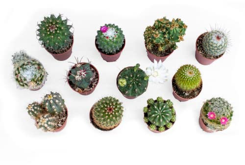Italy Green Life - Set di 12 Cactus Veri con Spine | Mini Piante da Interno ed Esterno con vaso da 5,5cm | Cactus Resistenti per Scrivania, Casa e Ufficio | Regali Ecosostenibili, Bomboniere Naturali
