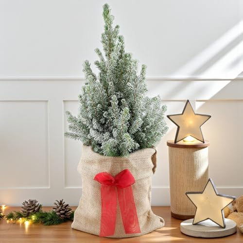 Picea glauca 'Conica' Pot Grown Christmas Tree - Hessian Gift Wrap and Bow - In 3 Litre Pot 60-70cm in Height (Hessian Gift Wrap with Snow)