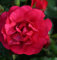 Bodendeckerrose Gärtnerfreunde® 20-30cm