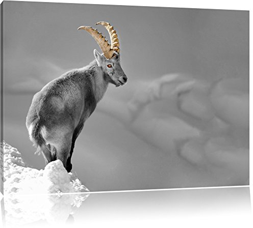 Pixxprint schöner Steinbock im Schnee B&W, Größe: 120x80cm, Leinwandbild, fertig gespannt, Wandbild, Dekoration, Kunstdruck, kein Poster
