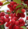 Hochstamm Zierapfel Red Sentinel 100-125cm - Malus Hybride