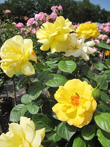 Rosa Arthur Bell ® - Stammrose Arthur Bell ® - Mc Gredy Rose - Floribunda Rose