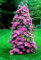 Frische 100 Stück halbreife Clematis pro Blatt Pink 1