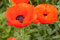 Papaver orientale 'Nana Allegro' ca. 11x11 cm Topf - Orientalischer Mohn, leuchtend rote Blüten, Blütezeit Mai-Juni, ideal für Rabatten, pflegeleicht und winterhart