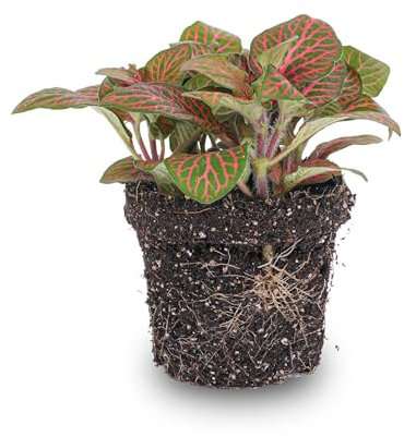 Fittonia roja - Planta Mosaico