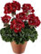 Ponak Nuevos 100 semillas PC Geranio de flores para la jardinería hermosa de color rojo oscuro