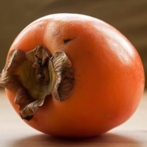 PIANTA DA FRUTTO CACO VANIGLIA in vaso 24 età 3/4 anni