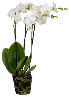 Orquídea Phalaenopsis Snow | DECOALIVE | Orquídea Mariposa | Planta de Interior | Planta Natural