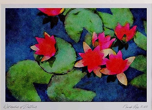 672030 Hardy Water Lily, Red, Nymphaea Laydekeri Watercolour Picture Limited Edition A4