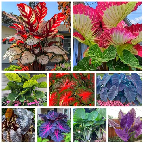Elefantenohren in gemischten Farben, mehrjährig, winterhart, hohe Qualität, große und auffällige Blätter, Gartendekoration-2 Wurzel