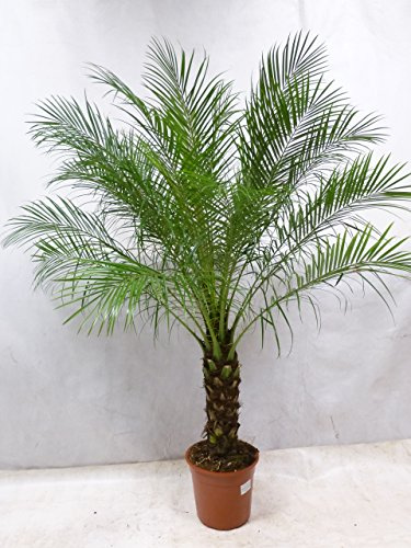 [Palmenlager] XXL Phoenix roebelenii Zwerg-Dattelpalme 180-200 cm / 50 cm Stamm/Zimmerpalme Palme
