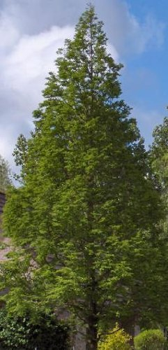 Sumpfzypresse im Topf 20 - 40 cm