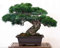 Portal Cool Pinus thunii Pinie Bonsai 5 Samen baum