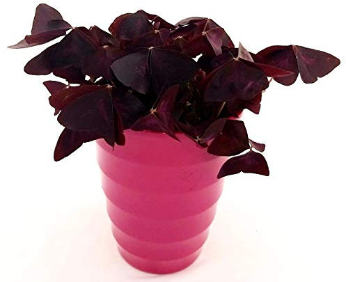 POWERS TO FLOWERS - QUADRIFOGLIO OXALIS VIOLA IN VASO CERAMICA FUCSIA A CERCHI CONCENTRICI, pianta vera