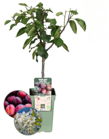 Plants by Frank | Biologische Pflaumenbaum | 1 x Prunus domestica | 20 cm Ø | 60 cm ↨ | Obstbaum | Bio Obst | Obstpflanzen | Obstbäume | Gartenpflanzen